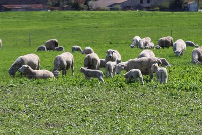 Flock of sheep on grassy field