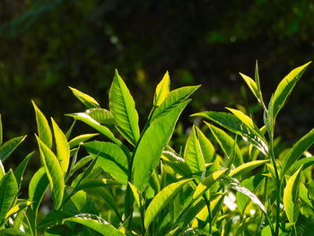 green