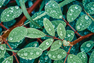 Close-up of raindrops on leaves