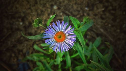 High angle view of purple flower blooming outdoors