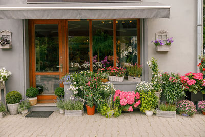 Potted plant by window