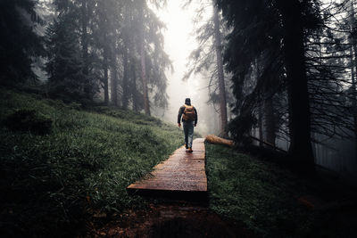 Walking through the deep forest in the fog