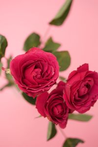 Close-up of pink roses