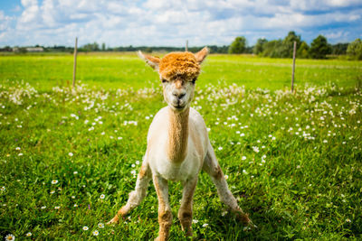 Portrait of alpaca standing on field