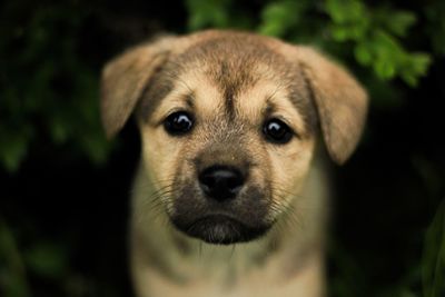 Close-up portrait of dog
