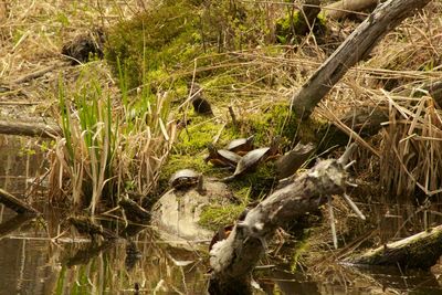 View of dead plants in the forest