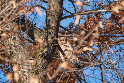 Low angle view of bird on tree