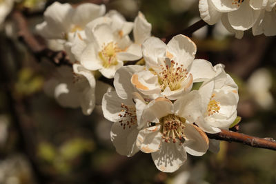 Close-up of flowers on tree