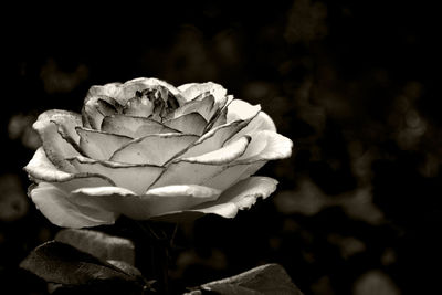 Close-up of rose blooming