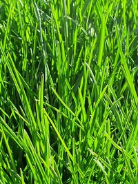 Full frame shot of plants growing on field