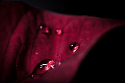 Close-up of pink rose over black background