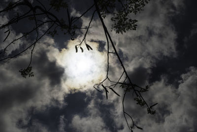 Low angle view of bare tree against sky