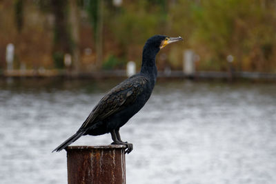 Bird perching on water
