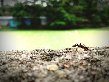 Close-up of insect