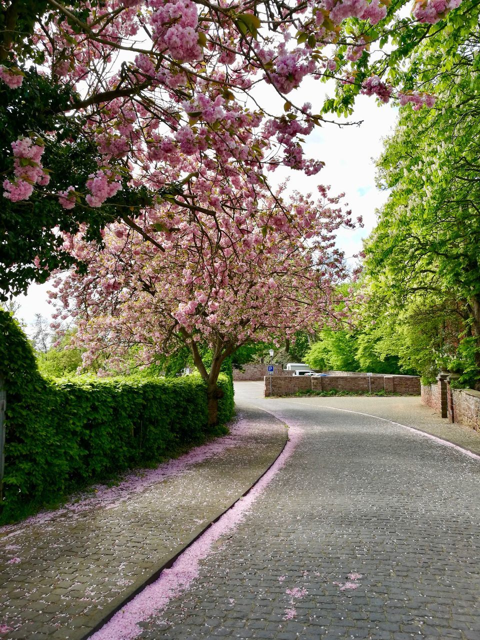 VIEW OF CHERRY BLOSSOM FROM PARK