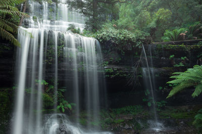 Scenic view of waterfall in forest