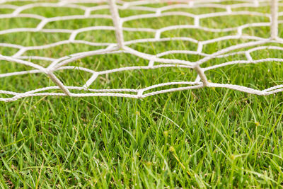 Close-up of green plant on field