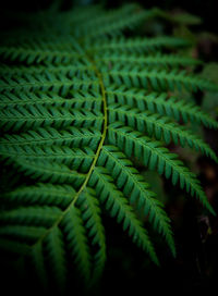 Full frame shot of green leaf