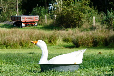 Side view of goose in container on grassy field