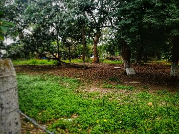 Trees on field