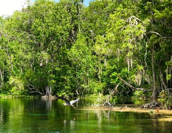 High angle view of gray heron flying over lake in forest