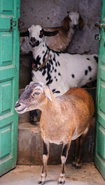 Three goats peering above each other from a staircase in nizamuddin village, delhi, india