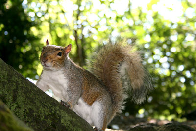 Squirrel on a tree