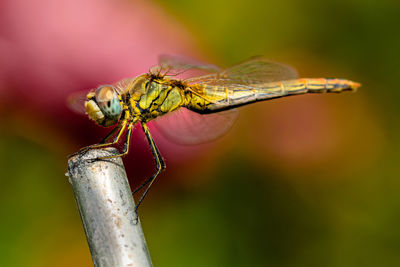 Close-up of dragonfly