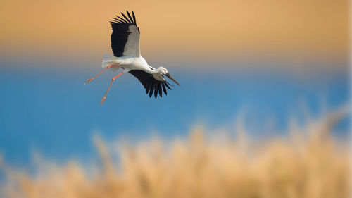 Close-up of bird flying against sky