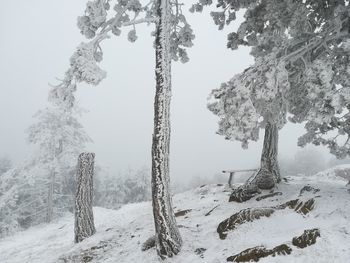 Trees on snow covered landscape against sky