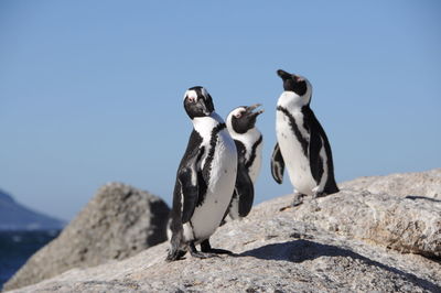 Low angle view of penguin against clear sky