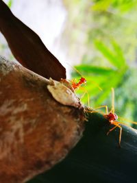 Close-up of insect