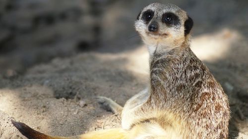 Close-up of meerkat sitting on field