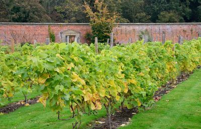 Plants growing in vineyard