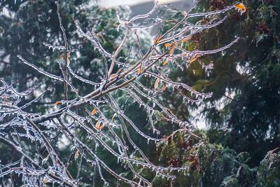 Close-up of spider web on tree during winter