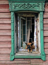 Dog looking through window of a house