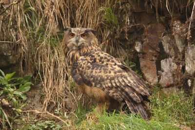 Close-up of owl on grass