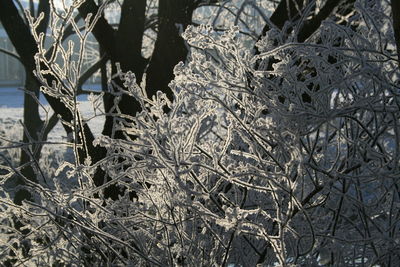 High angle view of frozen plants during winter