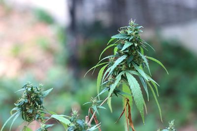 Close-up of  marijuana plant