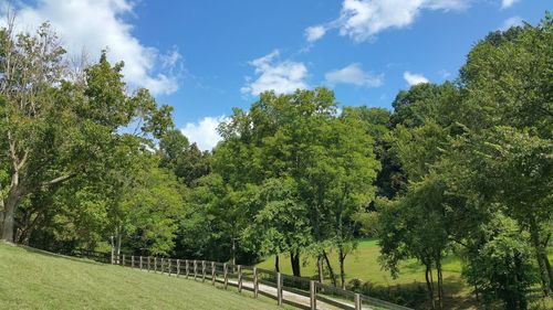 Panoramic shot of trees on landscape against sky