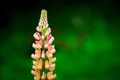 Close-up of pink flowering plant on field