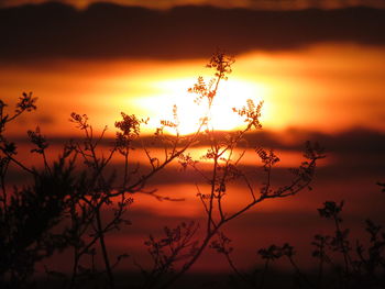 Silhouette plants against dramatic sky during sunset