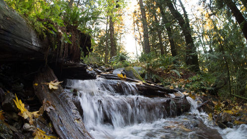 Scenic view of waterfall in forest