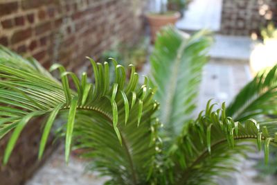 Close-up of fern leaves on tree by building