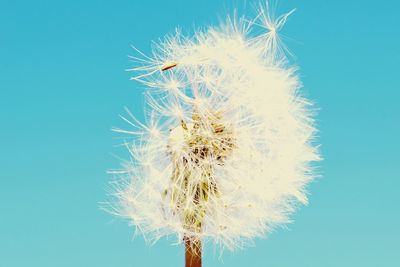 Close-up of flower against blue background