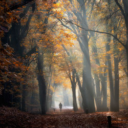 Person walking amidst trees during autumn