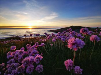 Purple flowering plants by sea against sky during sunset