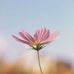 Close-up of pink flower against sky