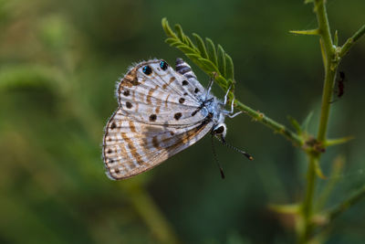 Close-up of butterfly