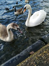 Swans swimming in lake